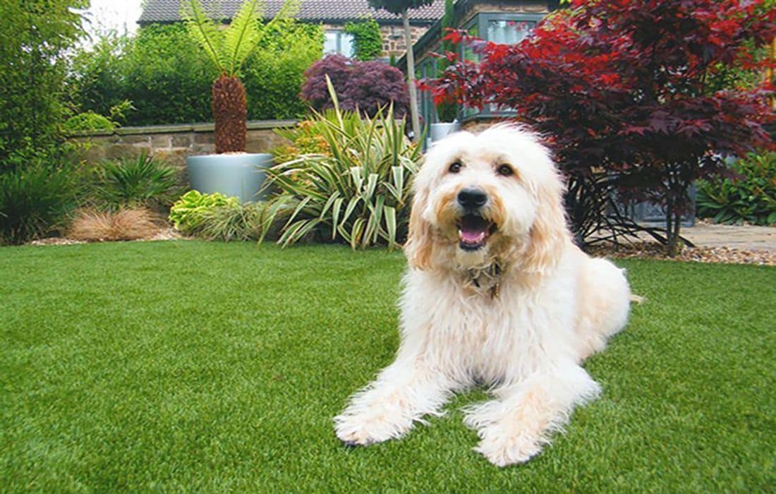 Mascotas con el cesped artificial