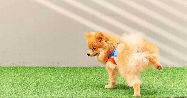 Quitar el olor a orines de perro