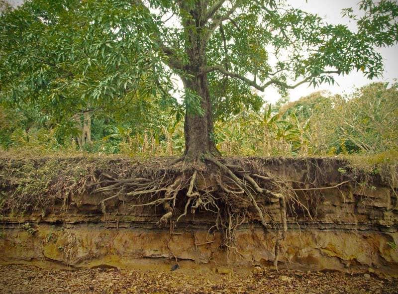 raices y cesped artificial